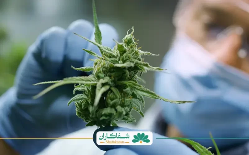 درمان خانگی درد پشت زانو | شفاکاران