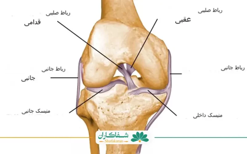 تصویر اجزای رباط پا | شفاکاران