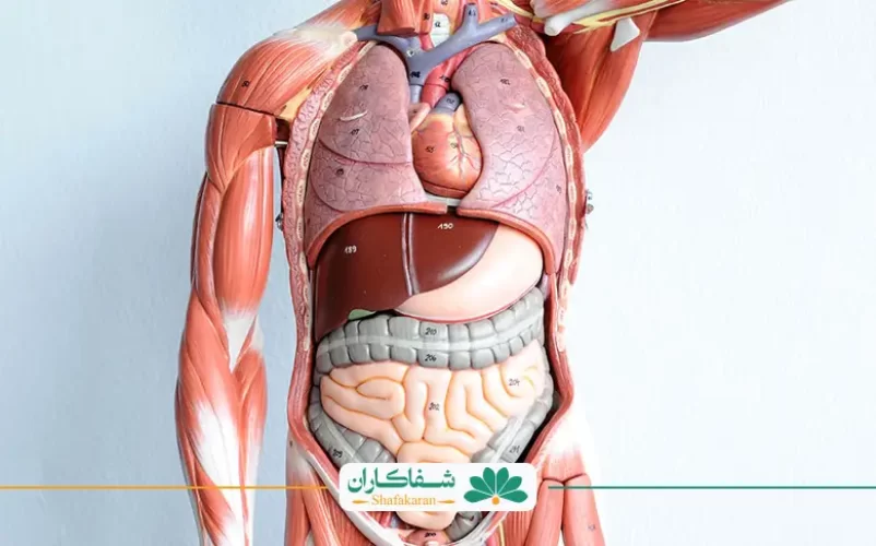 ماکت و محل درد وسط کمر پشت معده | شفاکاران